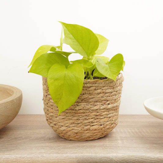 Pothos | Neon | Pothos & Epipremnum Plants