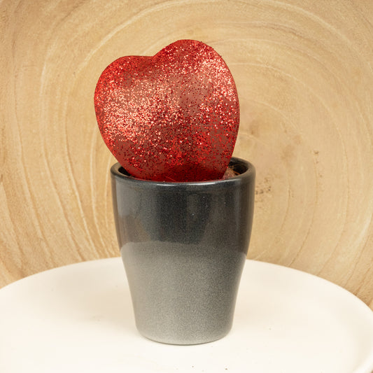 Heart Plant | Kerrii Red Glitter | Potted Houseplants