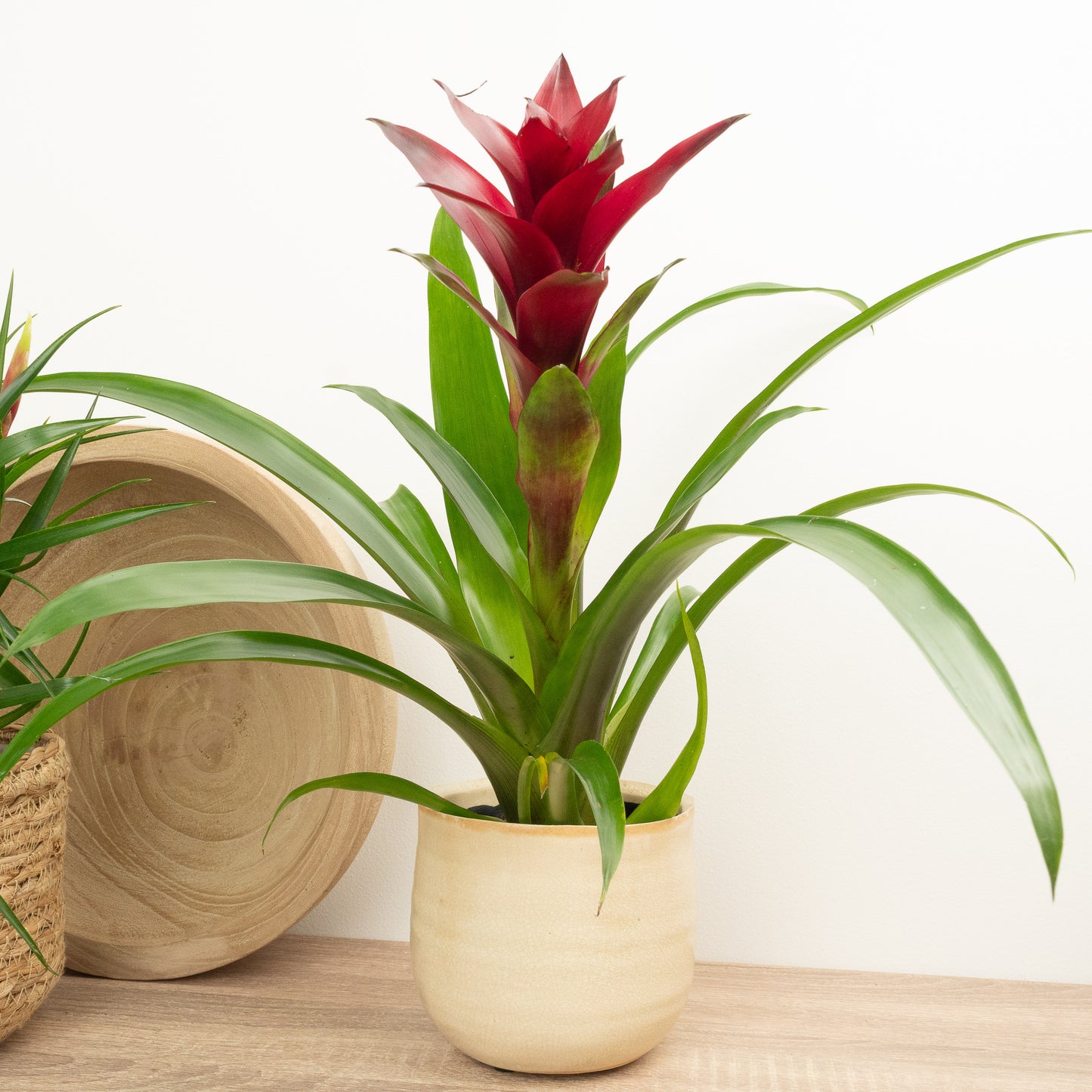 Bromeliad | Guzmania | Nextara Purple