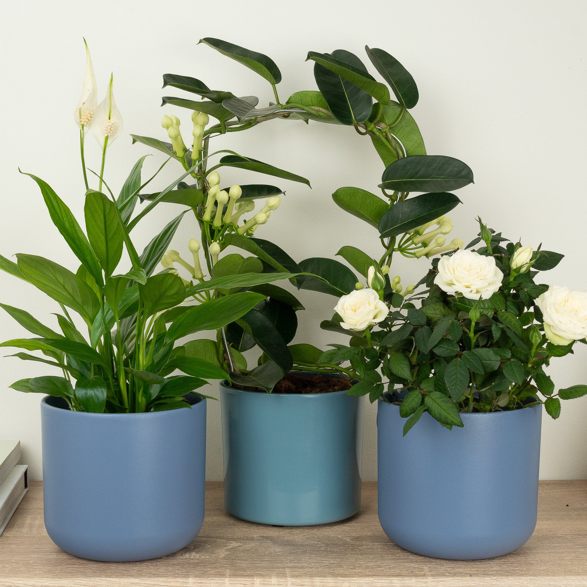 White Wonders | Plant Bundle