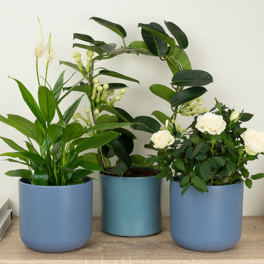 White Wonders | Plant Bundle | Indoor Plants