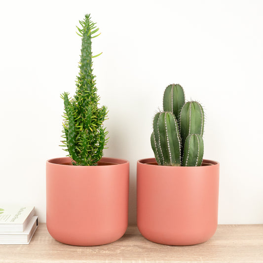 Cactus Canyon | Plant Bundle | Indoor Plants