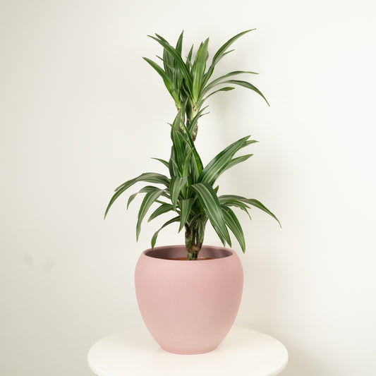 Palm | Ulises | Indoor Plants