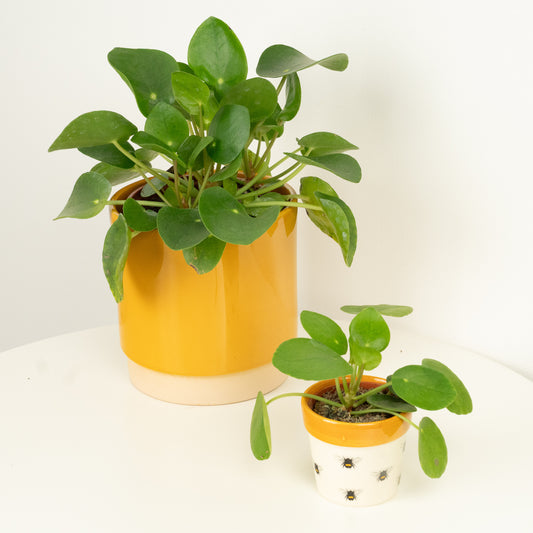 Chinese Money Plant | Indoor Plants