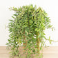 Variegated Lipstick Plant | Albo | Hard To Find