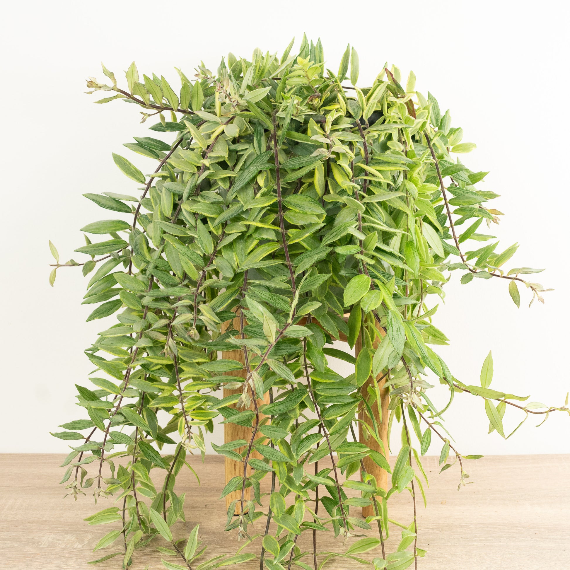 Variegated Lipstick Plant | Albo | Hard To Find