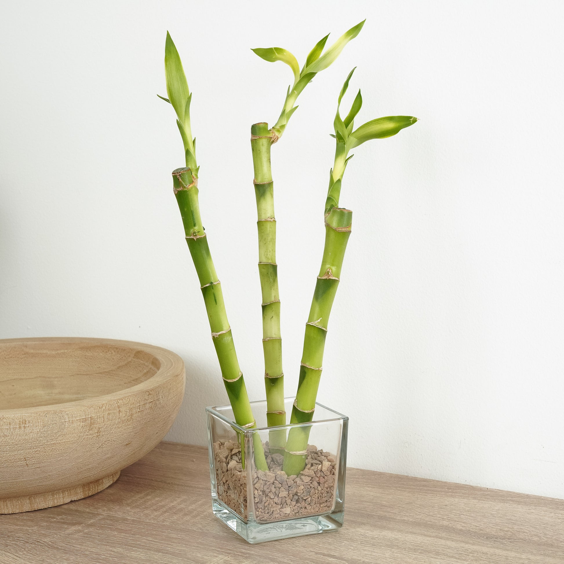 Lucky Bamboo