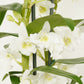 Dendrobium Orchid | Apollon White