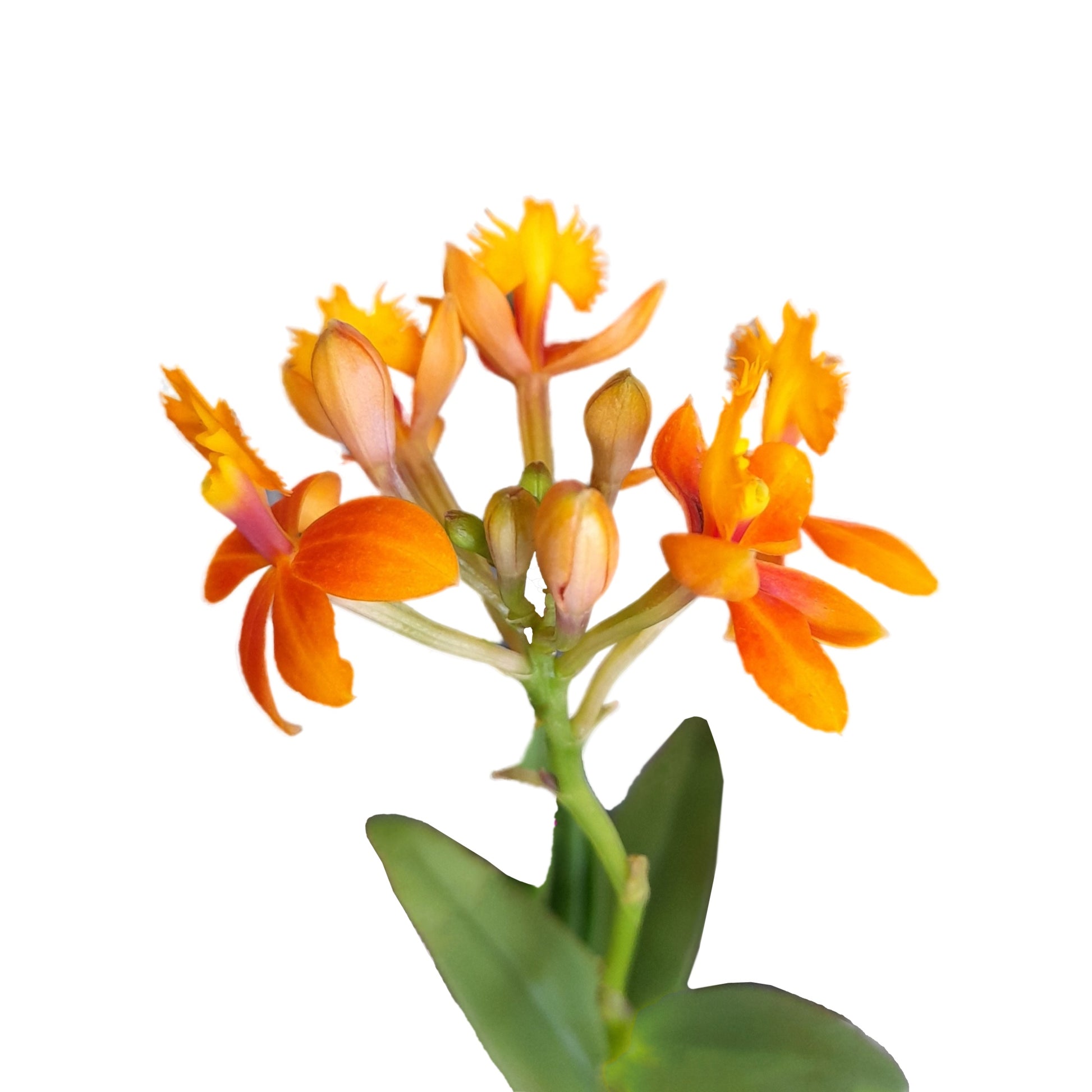 Epidendrum Ibaguense 'Ballerina'