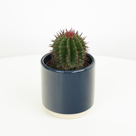 Cactus | Limited Edition | Garden & Outdoor Plants