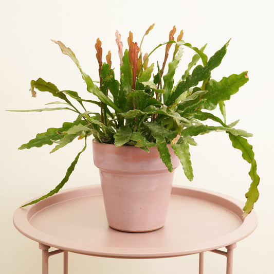 Fishbone Cactus | Fire | Valentine's Day Plants & Gifts