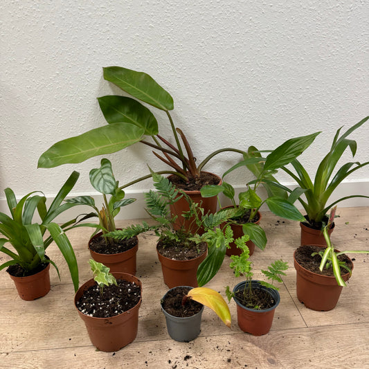 Rescue Me! Box S | Clearance Plants
