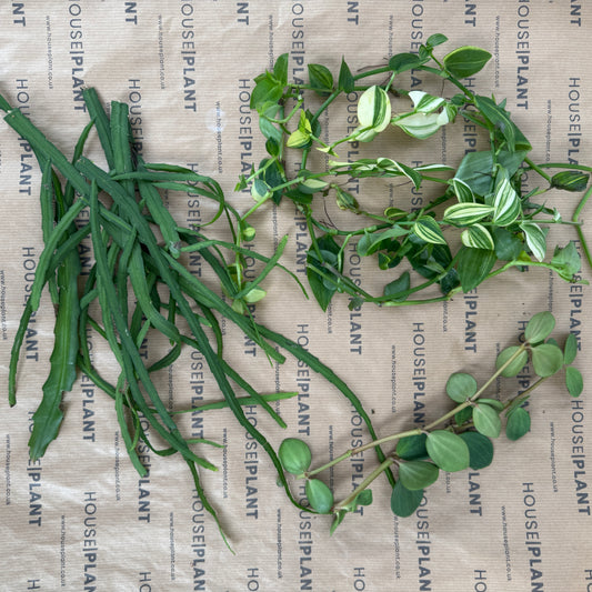 Chop and Prop Large Set 7 | Unrooted Cuttings | Plants