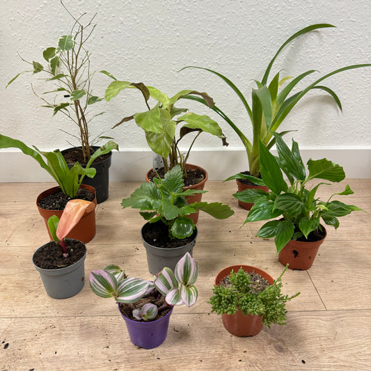 Rescue Me! Box O | Perfect Plants for Under £50