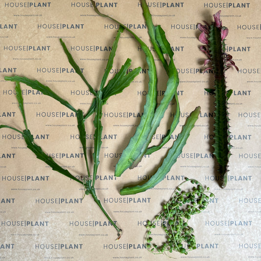 Chop and Prop Set 15 | Unrooted Cuttings | Plants