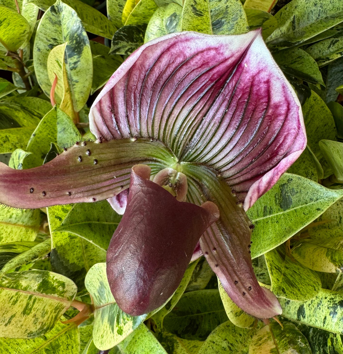 Venus Slipper Orchid | Milano