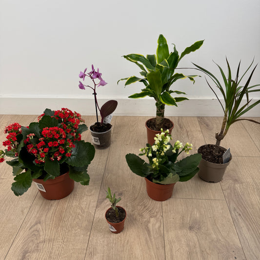 Rescue Me! Box V | Perfect Plants for Under £50