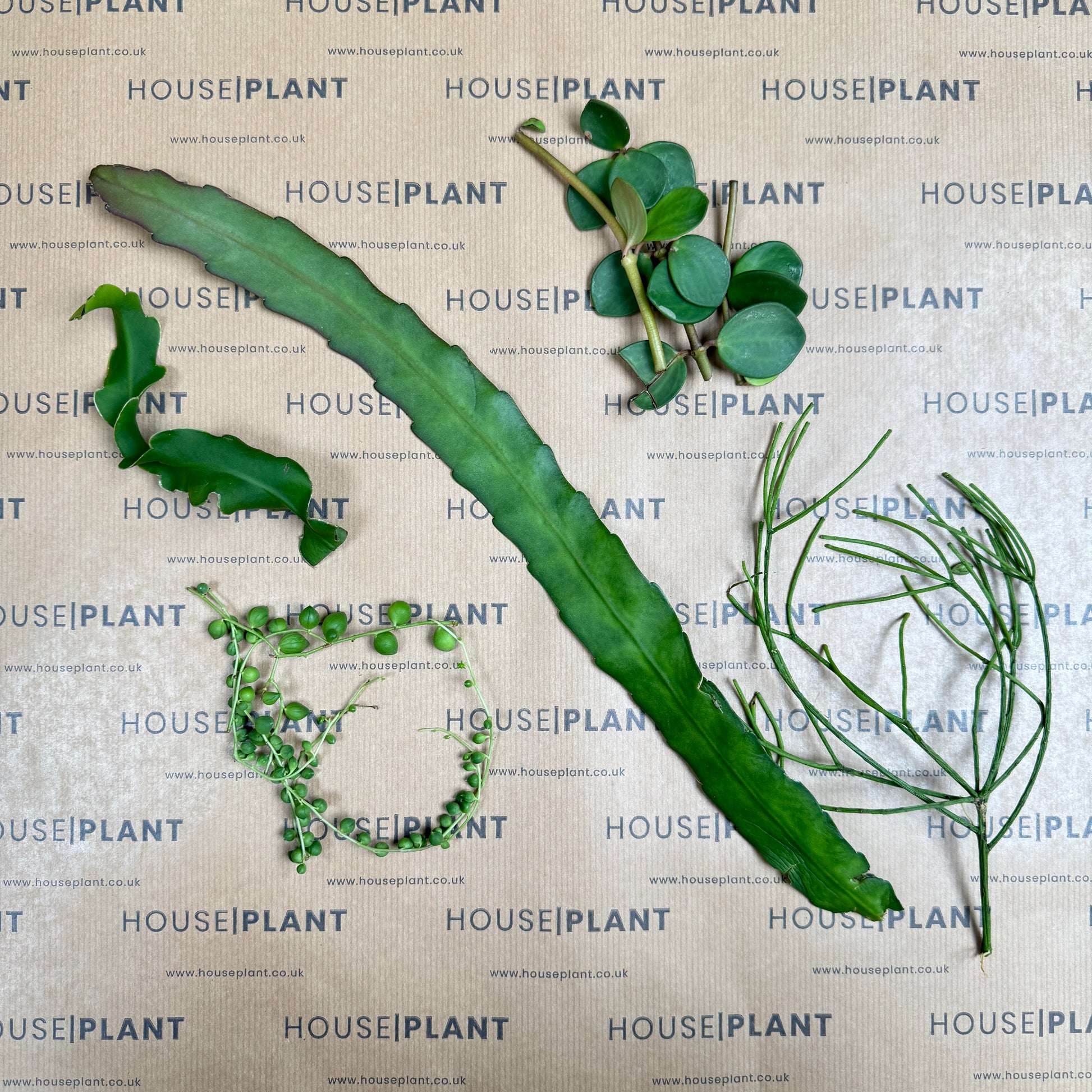 Chop and Prop Set 14 | Unrooted Cuttings