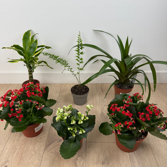 Rescue Me! Box U | Perfect Plants for Under £50