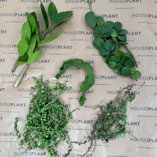 Chop and Prop Large Set 28 | Unrooted Cuttings | Plants