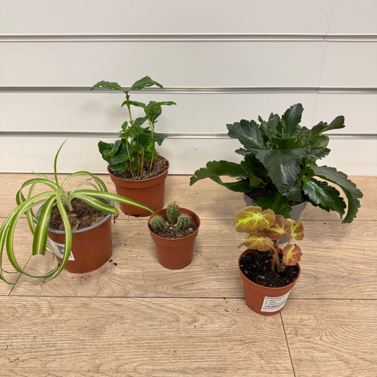 Rescue Me! Box V | Perfect Plants for Under £30