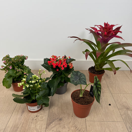 Rescue Me! Box T | Perfect Plants for Under £50