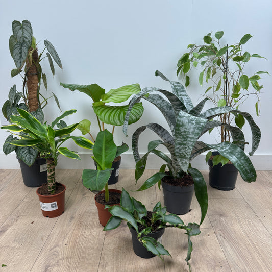 Large Rescue Me! Box S | Indoor Plants