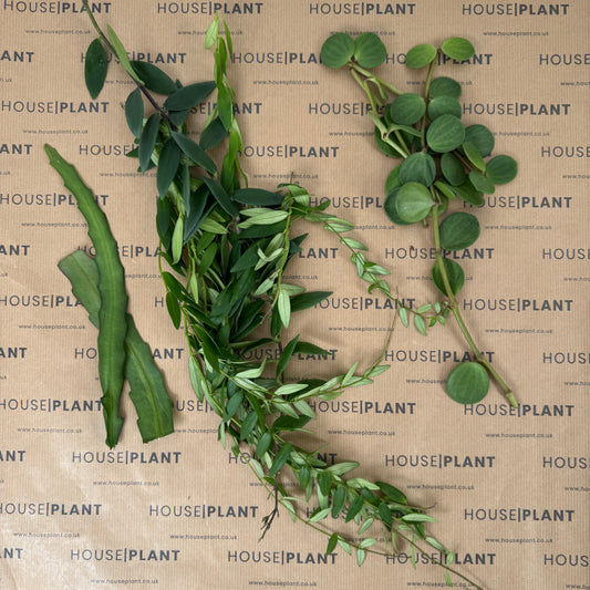 Chop and Prop Large Set 24 | Unrooted Cuttings | Plants