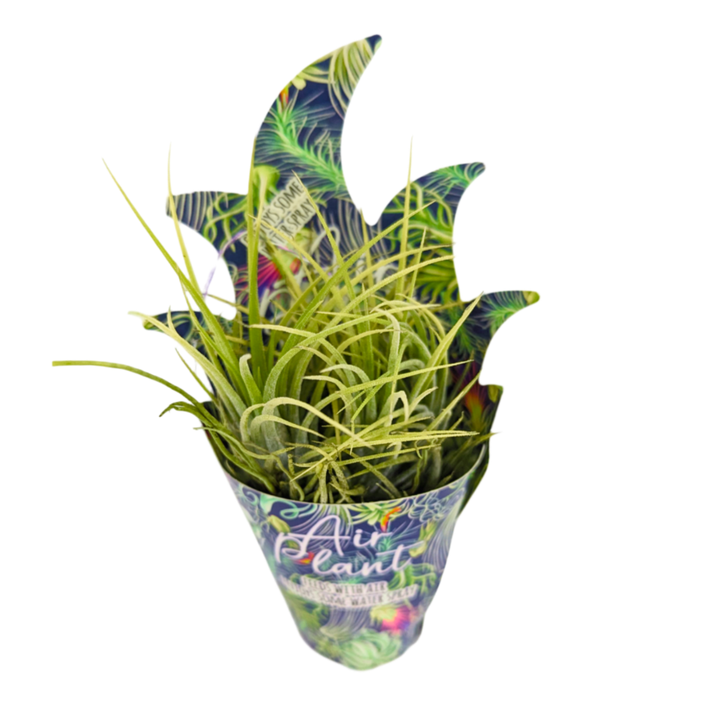 Air Plant | Green