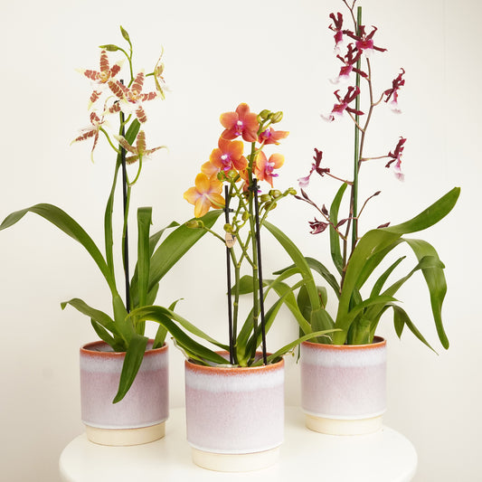 Orchid Lover Bundle | Houseplant Bundles