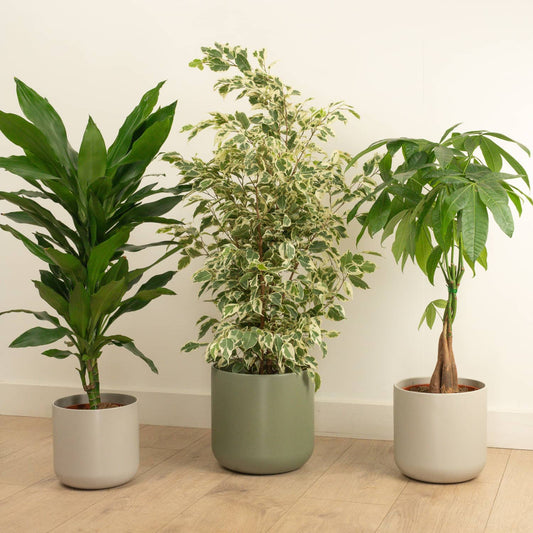 Urban Bundle | Palm Houseplants