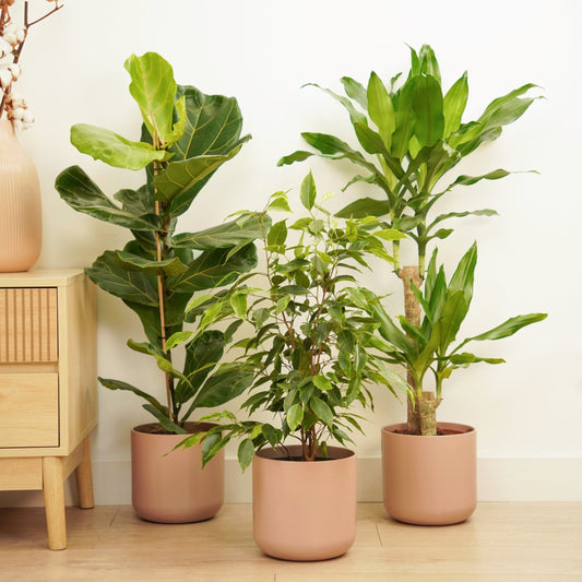 Dramatic Bundle | Ficus & Fig Plants