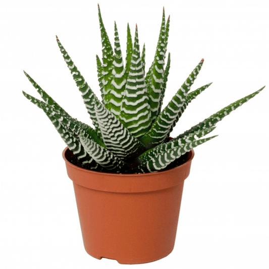 Zebra Cactus | Big Band | Potted Houseplants