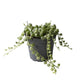 Variegated String Of Pearls | Albo | Hard To Find