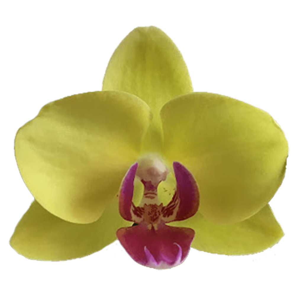 Phalaenopsis Orchid | Amalfi