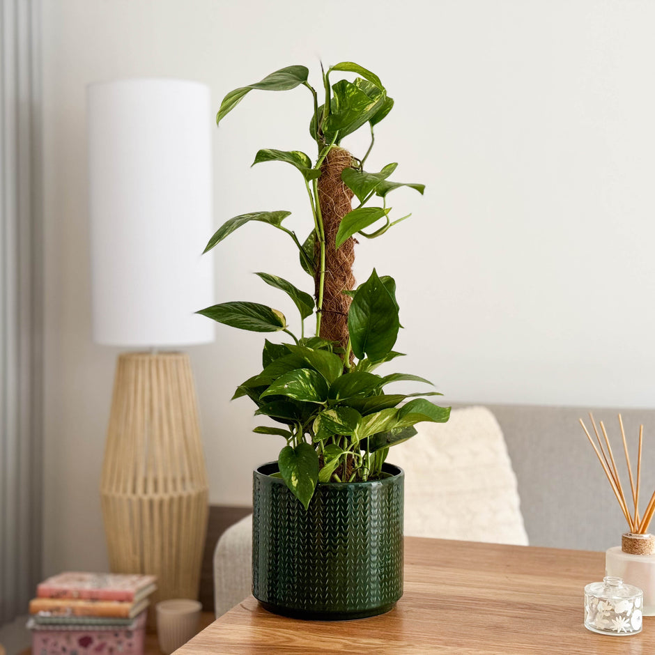 Houseplants & Indoor Plants & Indoor Plants Online