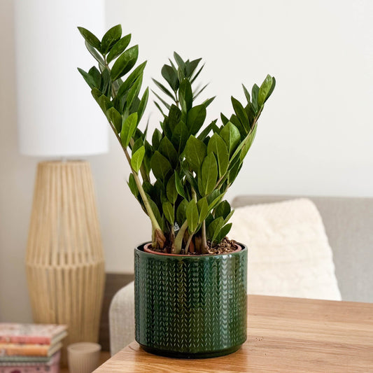 ZZ Plant | Potted Houseplants