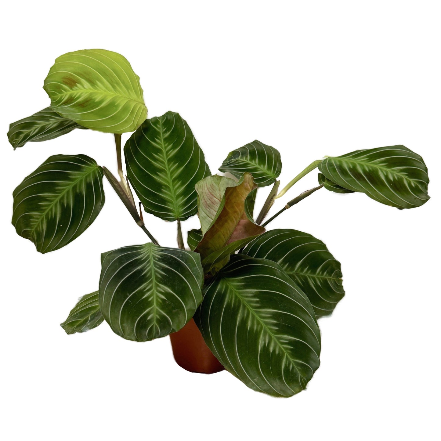 Prayer Plant | Silverband Exclusive Dark | Rare Plant