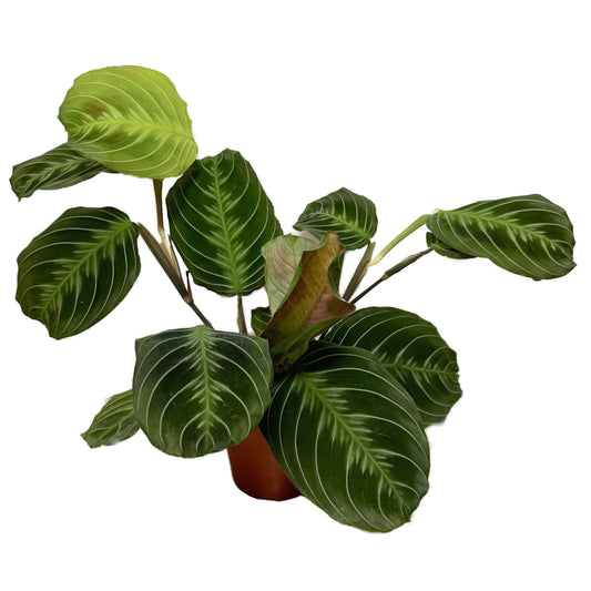 Prayer Plant | Silverband Exclusive Dark | Rare Plant | Potted Houseplants