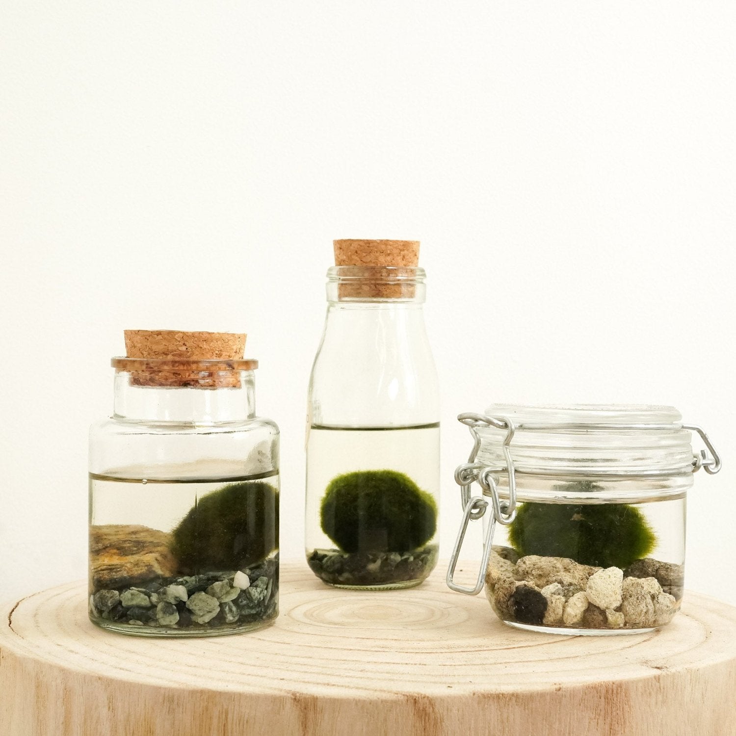 Marimo | Moss Ball | Rare Plant