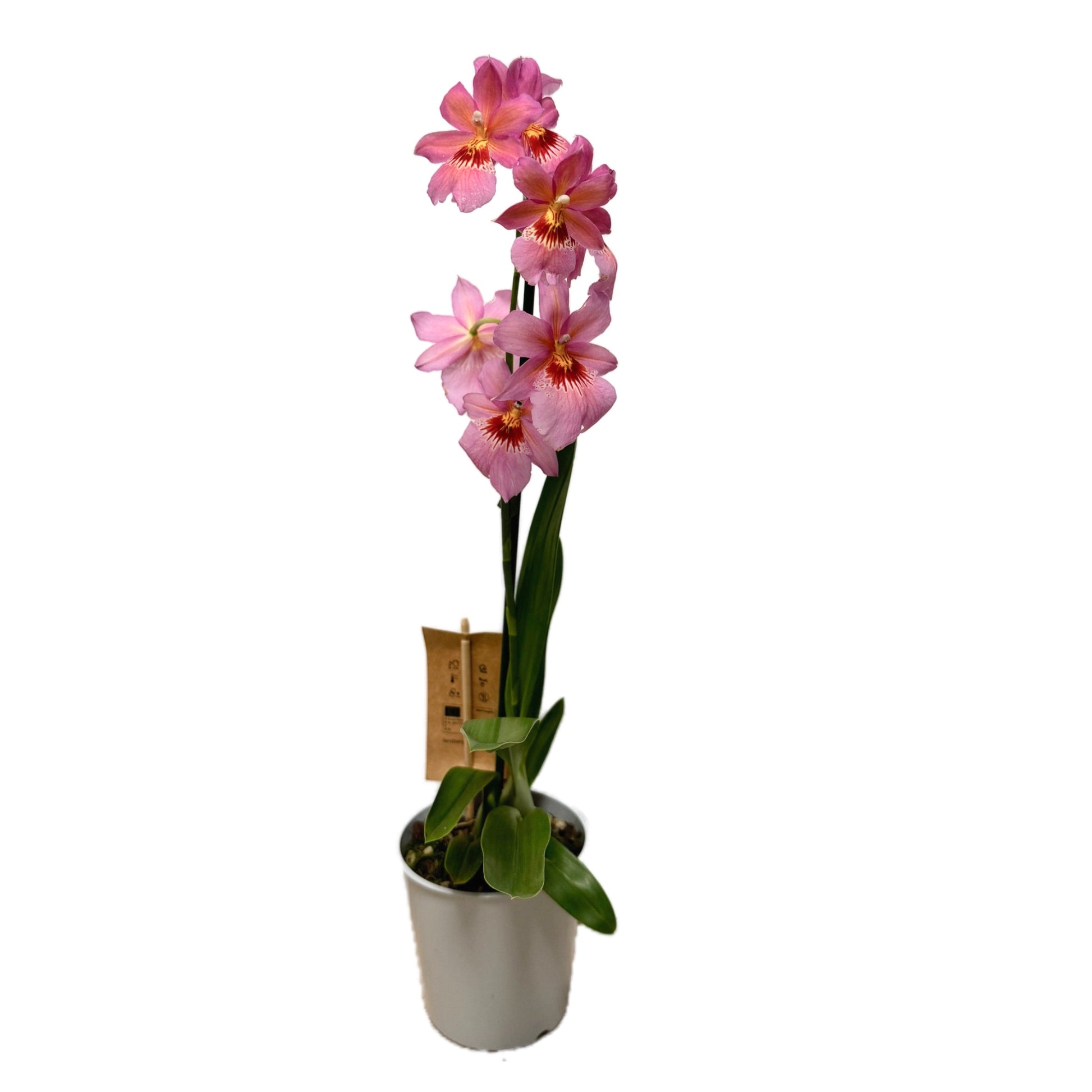 Burrageara Orchid | Nelly Isler Pink