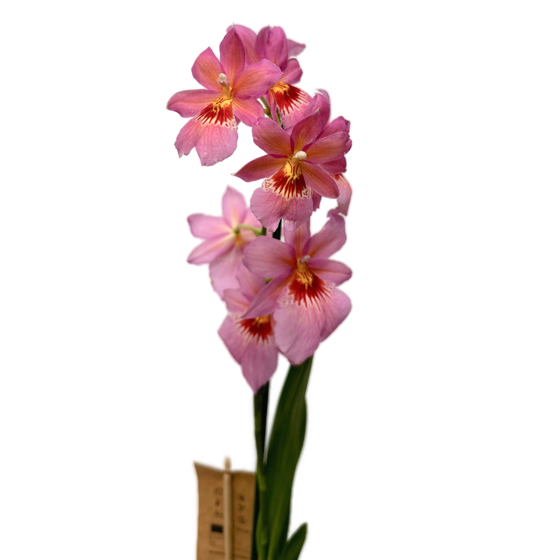 Burrageara Orchid | Nelly Isler Pink