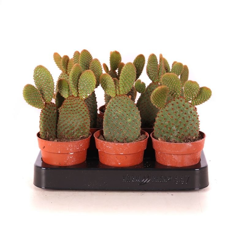 Bunny Ear Cactus: How Much Water & Light Does it Need to Thrive?