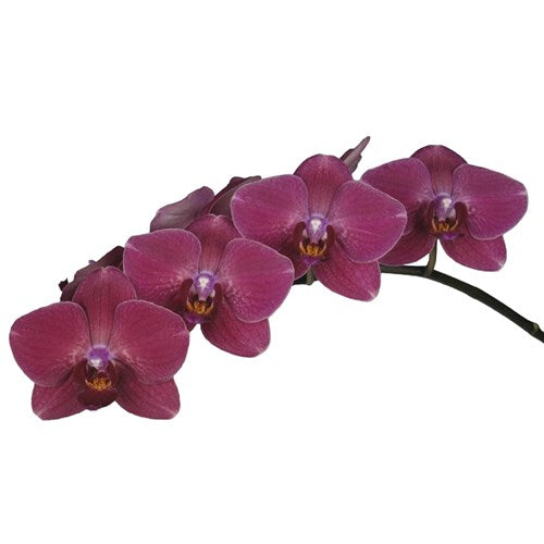 Phalaenopsis Orchid | Promise Montreux