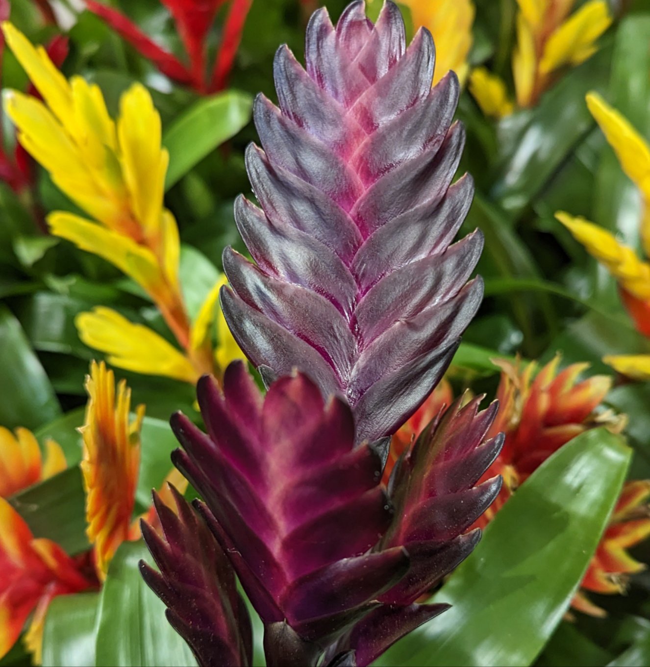 Vriesea Flaming Sword | Plum & Vriesea splendens & Houseplant UK