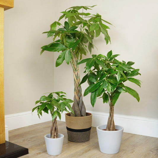 Money Tree | Large & Tall Plants