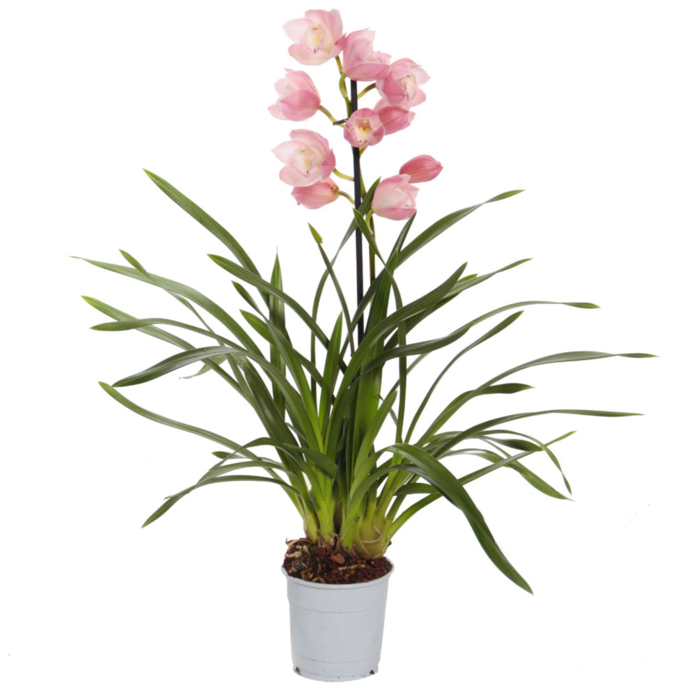 Cymbidium Orchid | Paddy Pink