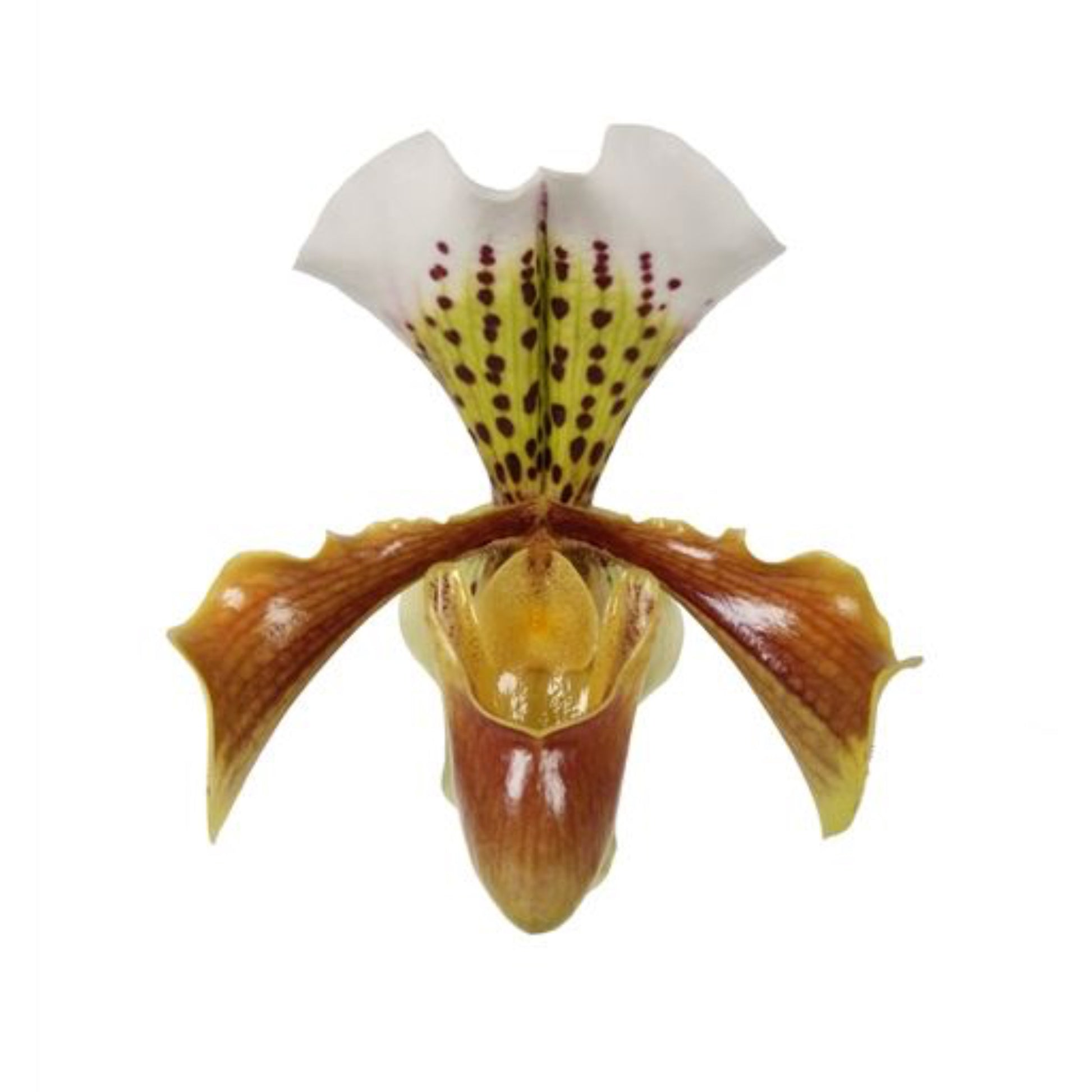 Venus Slipper Orchid | USA Hybrid