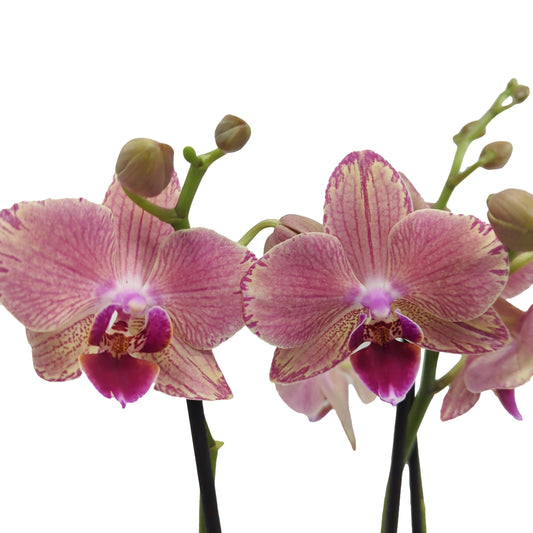 Phalaenopsis Orchid | Patchwork Peach | Perfect Plants for Under £50
