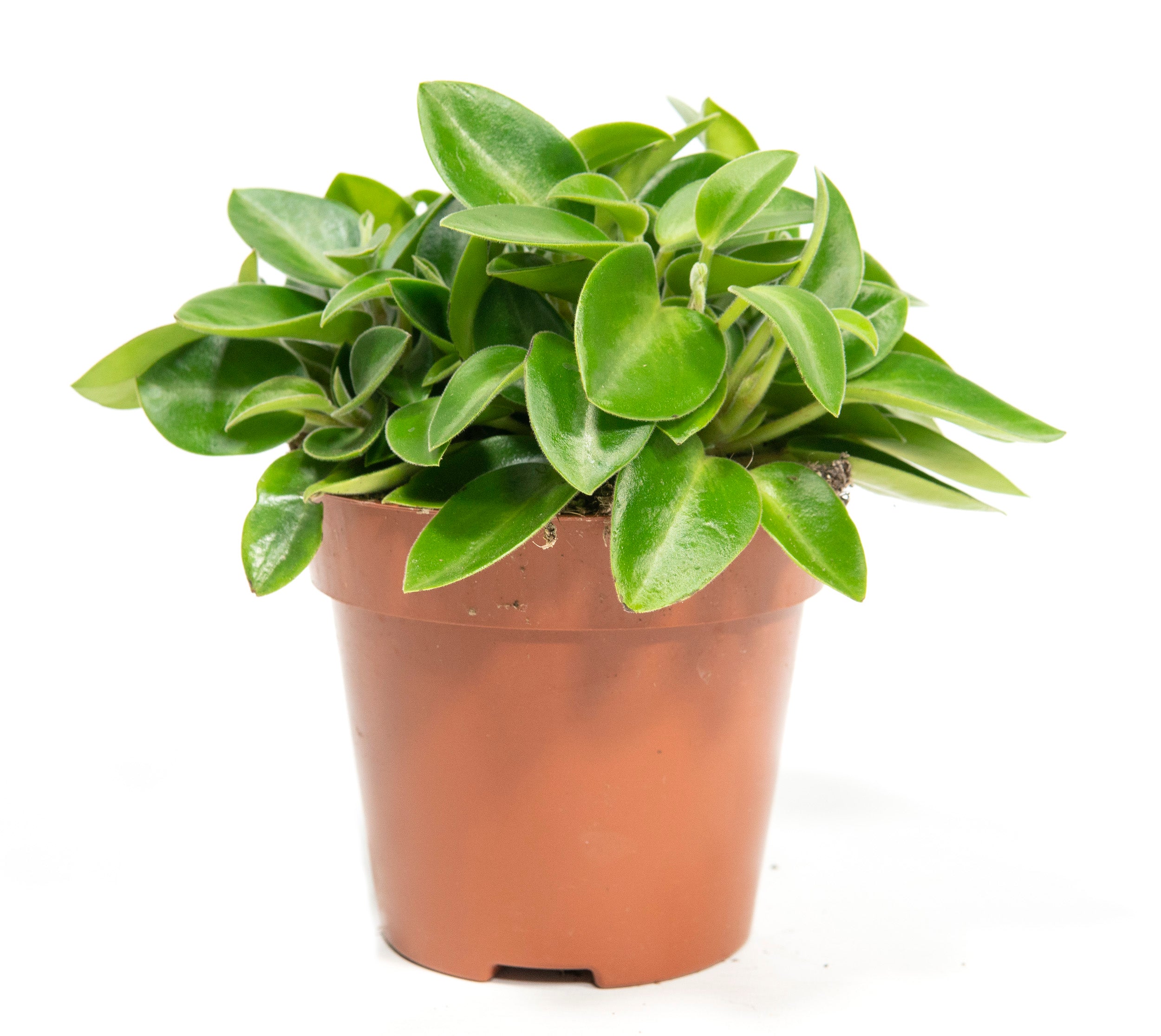 Radiator Plant | Pixie & Peperomia Caperata & Houseplant.co.uk